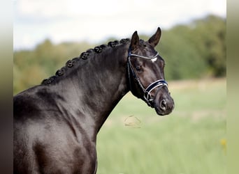 Hannover, Stallone, 2 Anni, 167 cm, Morello