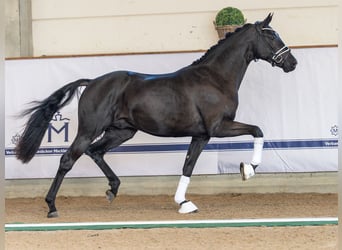 Hannover, Stallone, 2 Anni, 167 cm, Morello