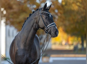 Hannover, Stallone, 2 Anni, 167 cm, Morello