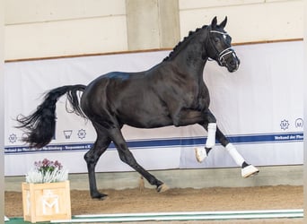 Hannover, Stallone, 2 Anni, 167 cm, Morello