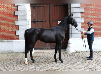 Hannover, Stallone, 2 Anni, 167 cm, Morello