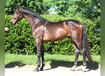 Hannover, Stallone, 2 Anni, 168 cm, Baio