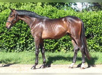 Hannover, Stallone, 2 Anni, 168 cm, Baio