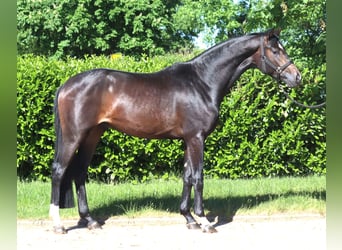 Hannover, Stallone, 2 Anni, 168 cm, Baio scuro