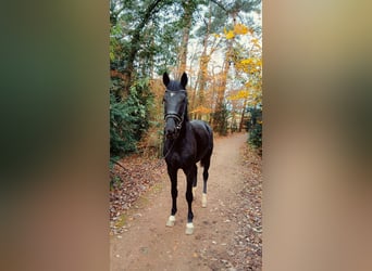 Hannover, Stallone, 2 Anni, 168 cm, Morello