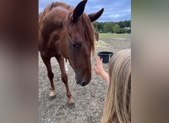Hannover, Stallone, 2 Anni, 168 cm, Sauro