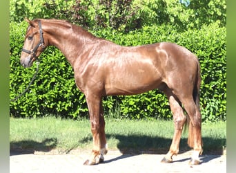 Hannover, Stallone, 2 Anni, 168 cm, Sauro scuro