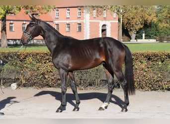 Hannover, Stallone, 2 Anni, 169 cm, Baio