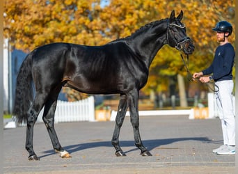 Hannover, Stallone, 2 Anni, 169 cm, Baio nero