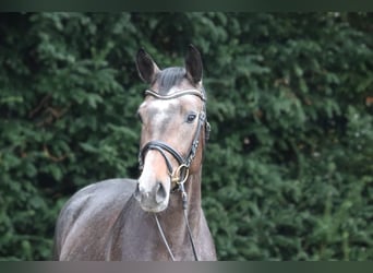 Hannover, Stallone, 2 Anni, 169 cm, Grigio