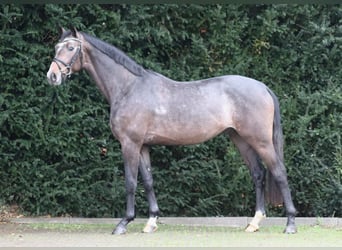 Hannover, Stallone, 2 Anni, 169 cm, Grigio