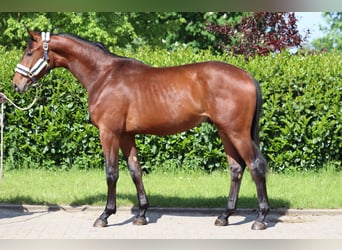 Hannover, Stallone, 2 Anni, 170 cm, Baio