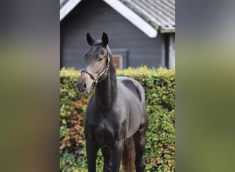 Hannover, Stallone, 2 Anni, 170 cm, Baio nero