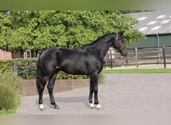 Hannover, Stallone, 2 Anni, 170 cm, Baio nero