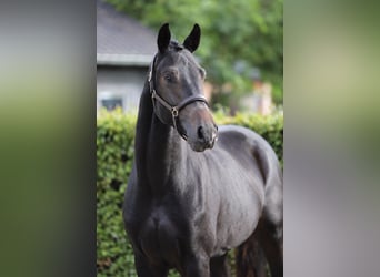 Hannover, Stallone, 2 Anni, 170 cm, Baio nero