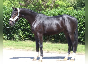 Hannover, Stallone, 2 Anni, 170 cm, Morello