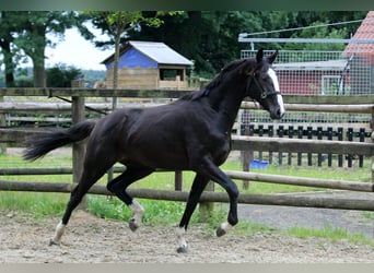 Hannover, Stallone, 2 Anni, 170 cm, Morello