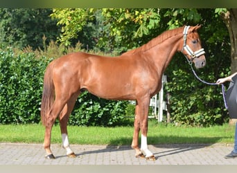 Hannover, Stallone, 2 Anni, 170 cm, Sauro