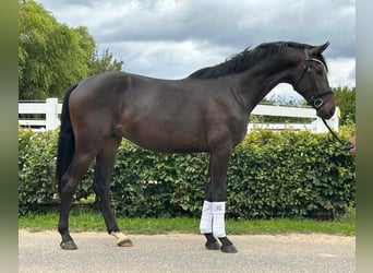 Hannover, Stallone, 2 Anni, 172 cm, Baio nero