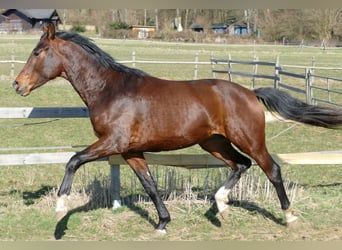 Hannover, Stallone, 2 Anni, 172 cm, Baio scuro
