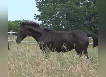 Hannover, Stallone, 2 Anni, 172 cm, Morello