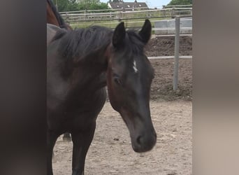 Hannover, Stallone, 2 Anni, 172 cm, Morello