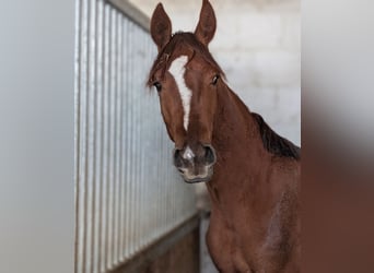 Hannover, Stallone, 2 Anni, 173 cm, Sauro scuro