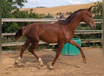 Hannover, Stallone, 2 Anni, 173 cm, Sauro scuro