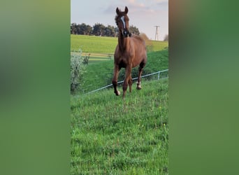 Hannover, Stallone, 2 Anni, 173 cm, Sauro scuro