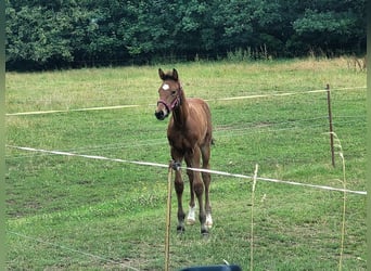 Hannover, Stallone, 2 Anni, 174 cm