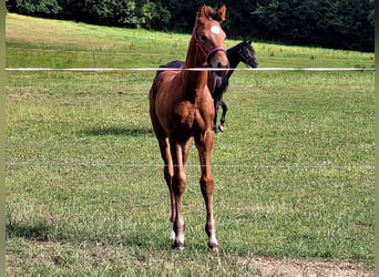 Hannover, Stallone, 2 Anni, 174 cm