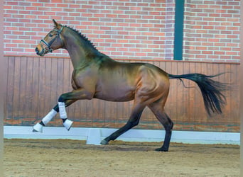 Hannover, Stallone, 2 Anni, Baio