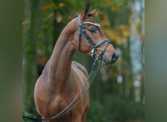 Hannover, Stallone, 2 Anni, Baio