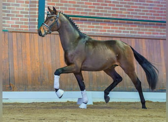 Hannover, Stallone, 2 Anni, Baio