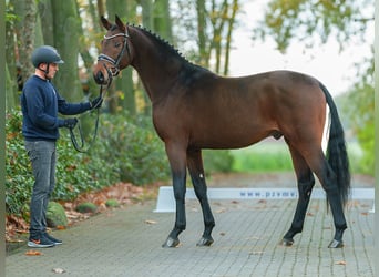 Hannover, Stallone, 2 Anni, Baio