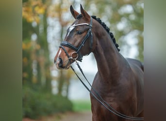 Hannover, Stallone, 2 Anni, Baio