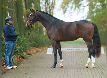 Hannover, Stallone, 2 Anni, Baio