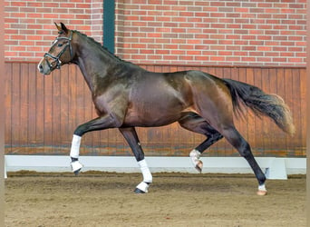 Hannover, Stallone, 2 Anni, Baio