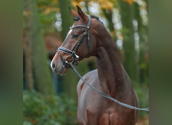 Hannover, Stallone, 2 Anni, Baio