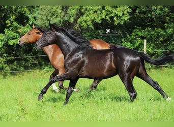 Hannover, Stallone, 2 Anni, Baio nero