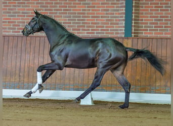 Hannover, Stallone, 2 Anni, Baio scuro