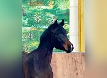 Hannover, Stallone, 2 Anni, Baio scuro