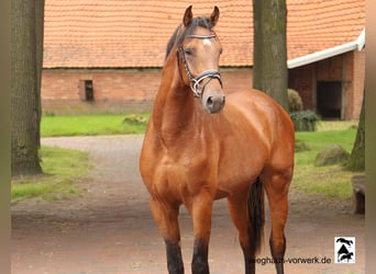 Hannover, Stallone, 2 Anni