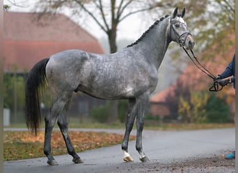 Hannover, Stallone, 2 Anni, Grigio