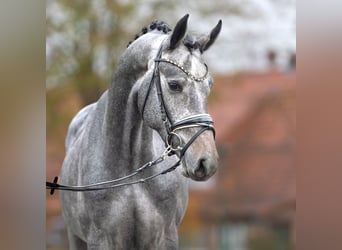 Hannover, Stallone, 2 Anni, Grigio