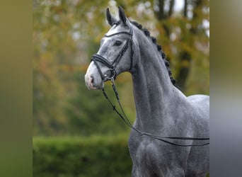 Hannover, Stallone, 2 Anni, Grigio