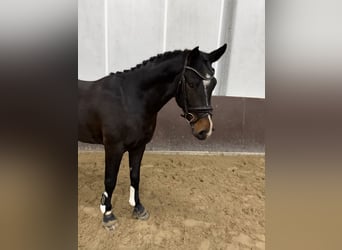Hannover, Stallone, 3 Anni, 156 cm, Baio