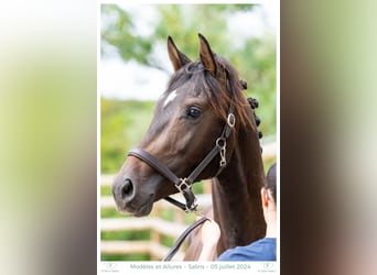 Hannover, Stallone, 3 Anni, 158 cm, Baio nero