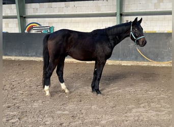 Hannover, Stallone, 3 Anni, 158 cm, Baio scuro