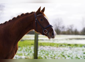 Hannover, Stallone, 3 Anni, 162 cm, Sauro